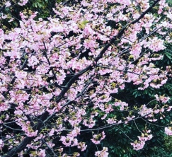 赤沢迎賓館の河津桜